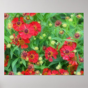 Poster Fleurs de Zinnia rouge qui s'estompent