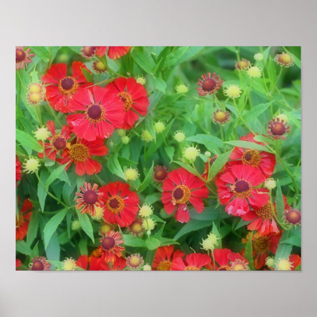 Poster Fleurs de Zinnia rouge qui s'estompent (Devant)