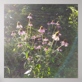 Poster Fleurs d'échinacée au soleil