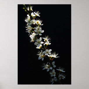 Poster Fleurs d'épines à wapcnm