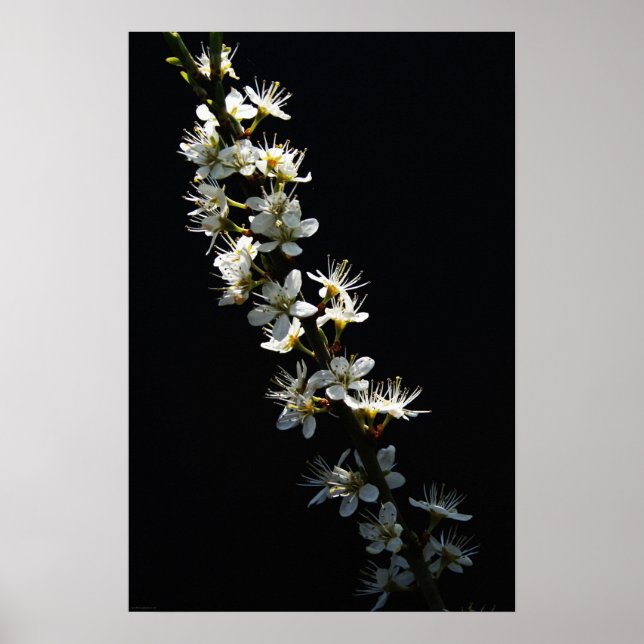 Poster Fleurs d'épines à wapcnm (Devant)