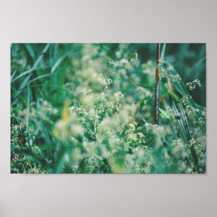 Poster Fleurs d'herbes vertes Feuille prairie Nature