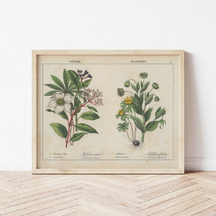 Poster Fleurs d'hiver   Charlotte Mary Yonge