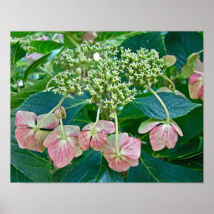 Poster Fleurs d'hortensia à capuchon de dentelle rose - A
