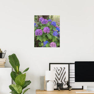 Poster Fleurs d'hortensia bleues et roses