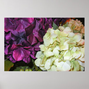 Poster Fleurs d'hortensia dans pourpre et blanc foncés