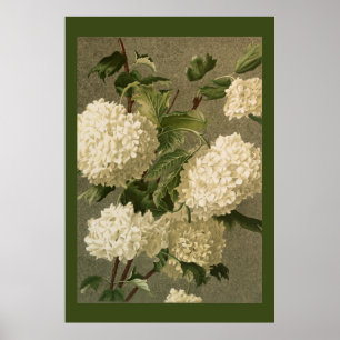 Poster Fleurs d'Hydrangea blanches de style victorien