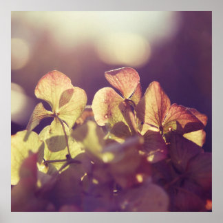 Poster Fleurs d'Hydrangea dans Sunlight Purple Bokeh