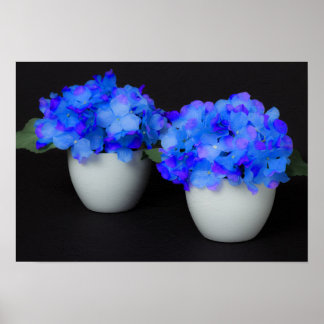 Poster Fleurs d'Hydrangée bleue dans des pots blancs