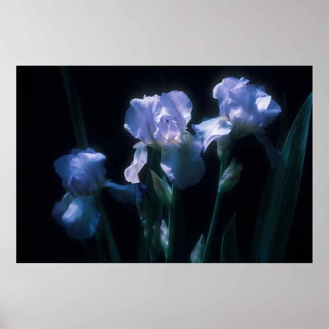 Poster Fleurs d'Iris au Crépuscule (Devant)
