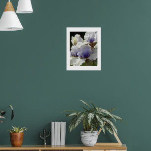 Poster Fleurs d'iris blanches et violettes