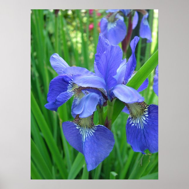 Poster Fleurs d'iris bleu printemps et feuilles verts (Devant)