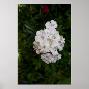Poster Fleurs d'Œillet Blanc