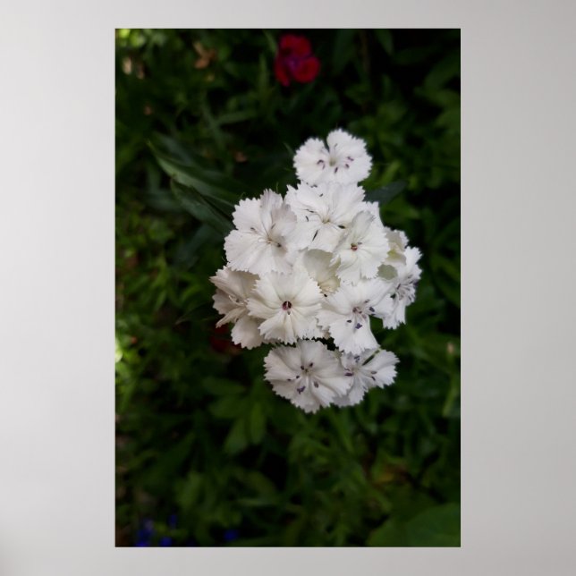 Poster Fleurs d'Œillet Blanc (Devant)