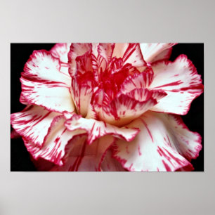 Poster Fleurs d'oeillets rayées de bonbons