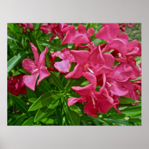 Poster Fleurs d'oléandre d'affiche (oléandre de Nerium)