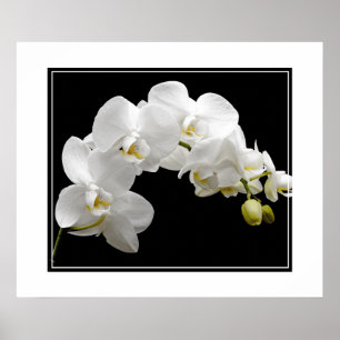 Poster Fleurs d'orchidées
