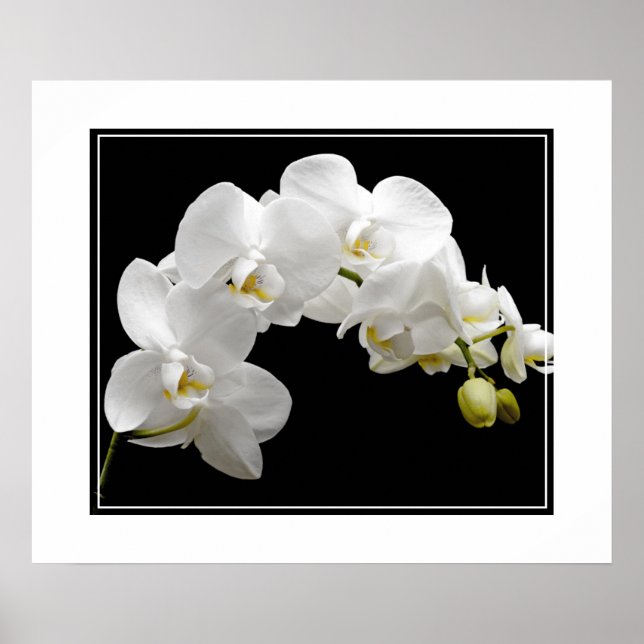 Poster Fleurs d'orchidées (Devant)