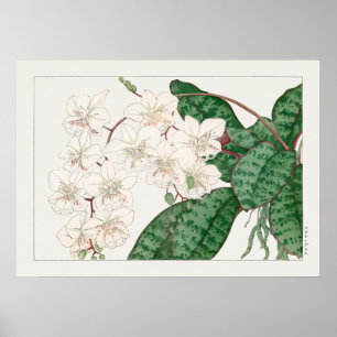 Poster Fleurs d'orchidées de papillon, Phalaenopsis, Tani
