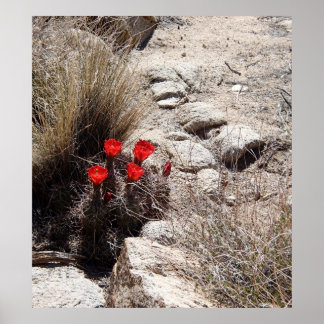 Poster Fleurs du désert, Parc national de Joshua Tree