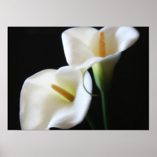 Poster Fleurs élégantes 13 de zantedeschia