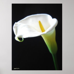 Poster Fleurs élégantes 15 de zantedeschia