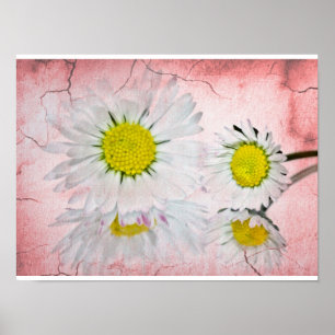 Poster Fleurs élégantes chic daisy rose tendre
