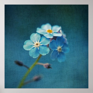 Poster Fleurs élégantes de myosotis bleu en macro
