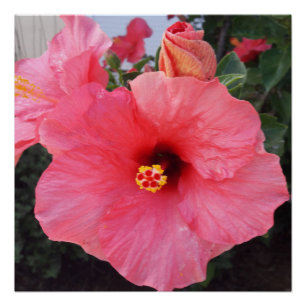 Poster Fleurs en Crète Canéenne, Grèce