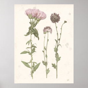 Poster Fleurs en rose