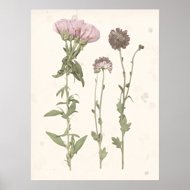 Poster Fleurs en rose (Devant)