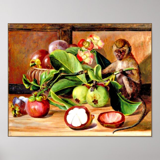 Poster Fleurs et fruits du mangoustan; singe de Singapour (Devant)