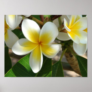 Poster Fleurs exotiques hawaïennes