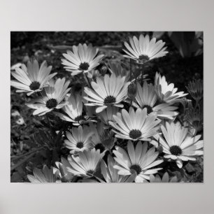 Poster Fleurs Faisées Africaines En Noir Et Blanc