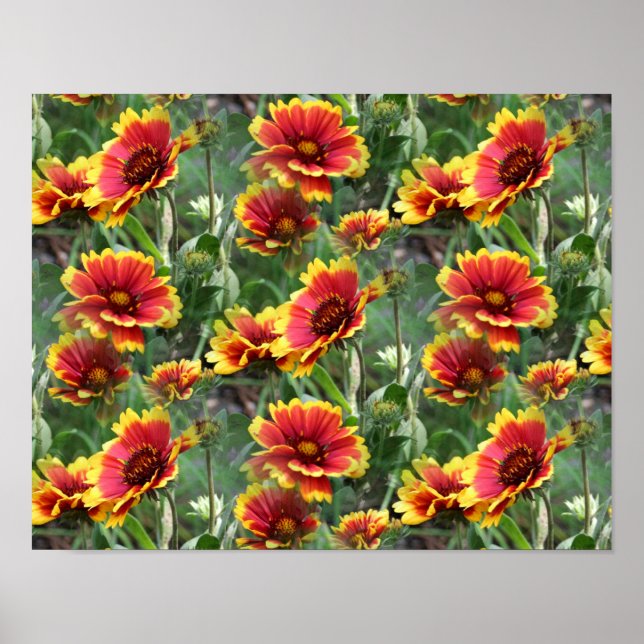 Poster Fleurs Faisées Rouges Et Jaunes (Devant)