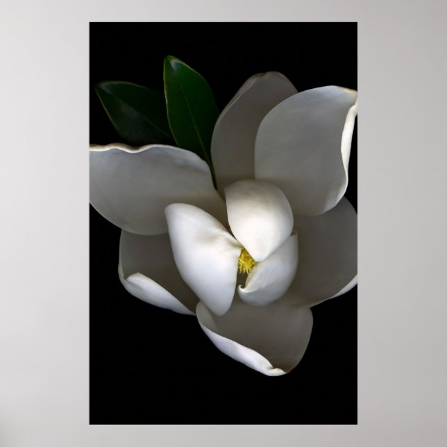 Poster Fleurs | Fleur de Magnolia blanc unique (Devant)