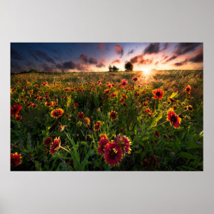 Poster Fleurs Fleur sauvage indien Texas