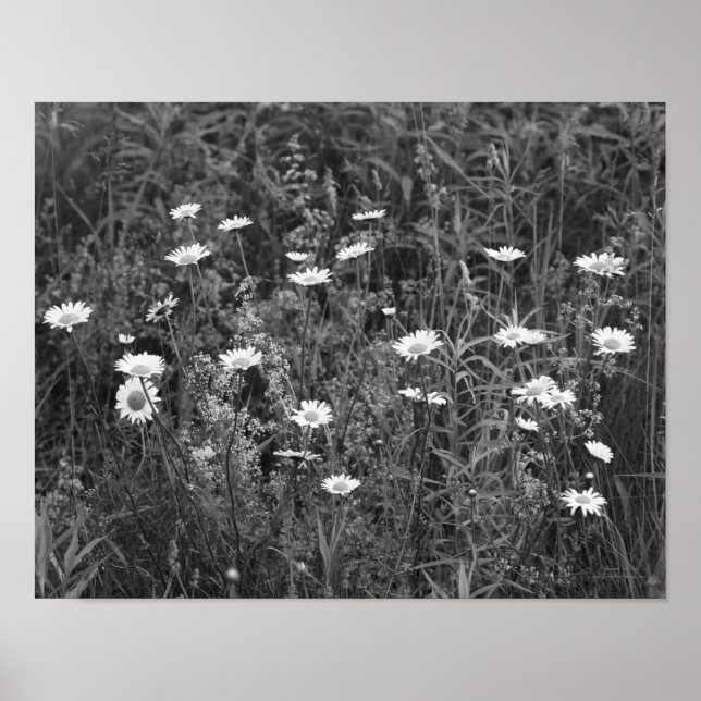Poster Fleurs Fleurs Fleurs Noir Blanc Imprimer (Devant)