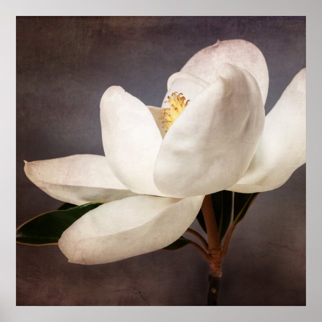 Poster Fleurs florales de Magnolia blanc Gris (Devant)