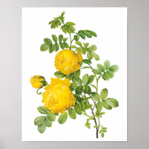 Poster Fleurs florales vintages, Roses jaunes de Redoute
