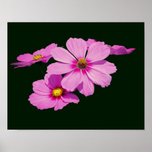 Poster Fleurs flottantes de Cosmos Roses