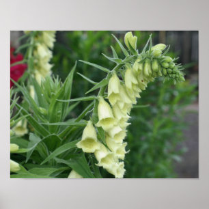 Poster Fleurs Foxglove Blanches crémeuses #2