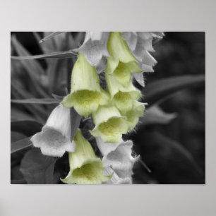 Poster Fleurs Foxglove Couleur partielle