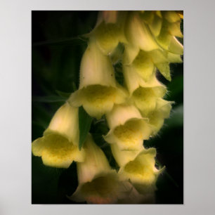 Poster Fleurs Foxglove intenses