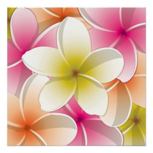 Poster Fleurs frangipani/Plumeria