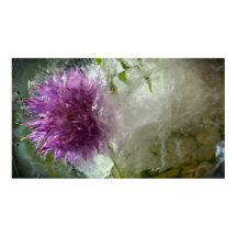 Fleurs Gelées,