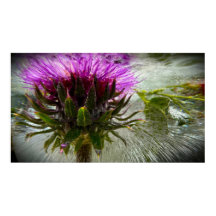 Fleurs Gelées,