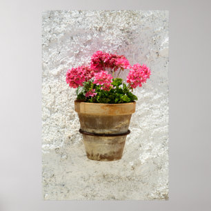 Poster Fleurs   Géranium en fleur en pot