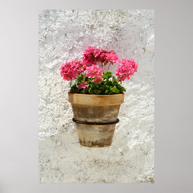 Poster Fleurs | Géranium en fleur en pot (Devant)