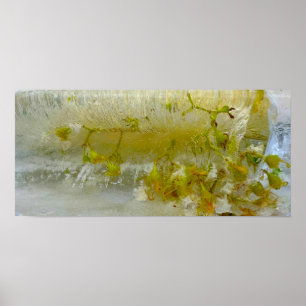 Poster Fleurs glacées,